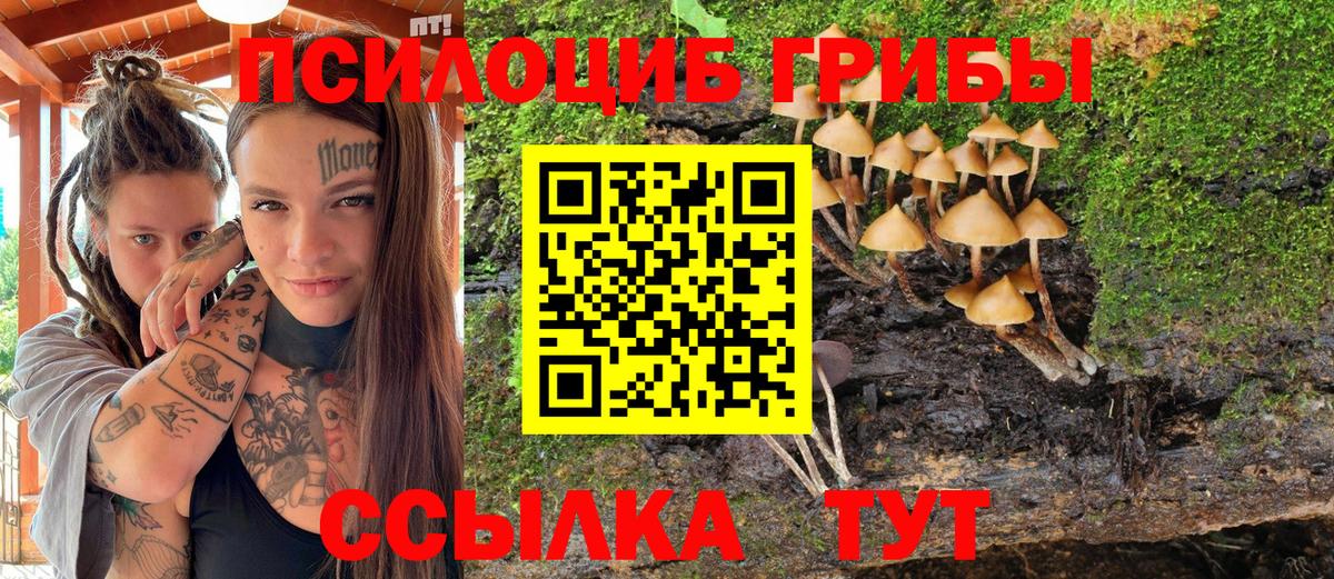 Нижнекамск  Псилоцибиновые грибы Psilocybe  Вход с VPN 